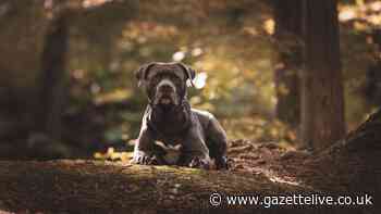 Law change for thousands of UK dog owners from next month