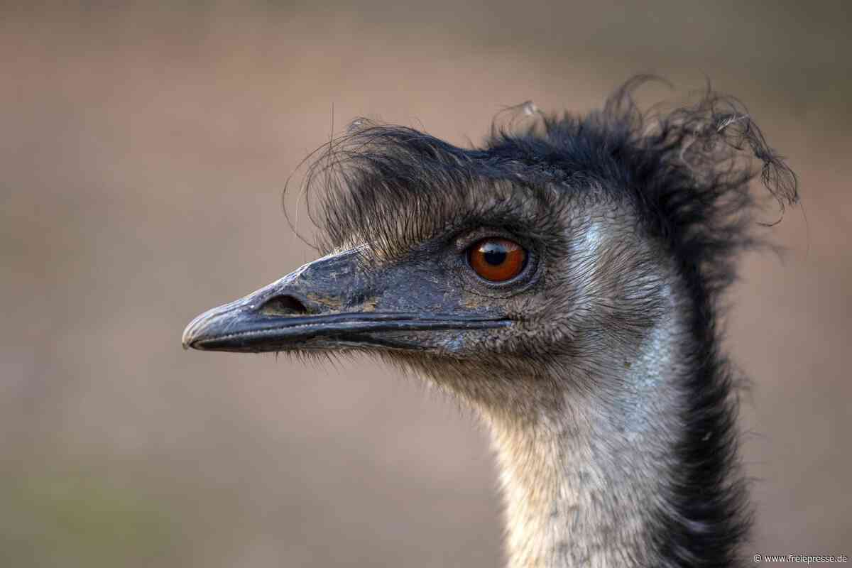 Polizei mit tierischem Einsatz in Oberlungwitz: Beamte fangen Emu ein