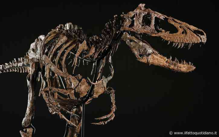 Va all’asta da Sotheby’s “Jodi”, il dinosauro da 9 milioni di dollari: scambiato per errore per un cucciolo di T-rex, è una rarità scientifica. La sua storia