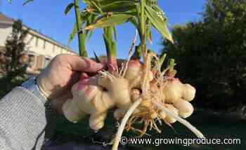 Fresh Ginger Takes Root as Alternative Crop in the Midwest