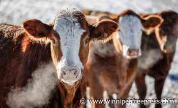 Province to fund livestock cop to cut down on theft