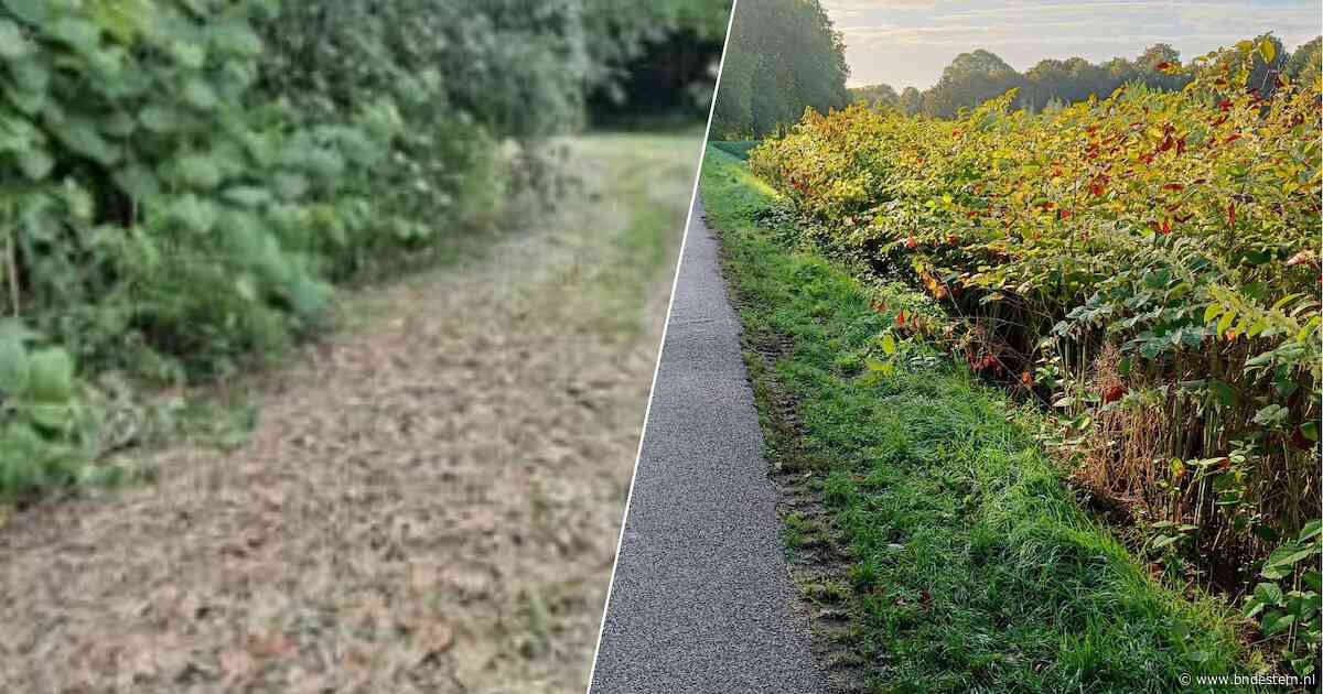 Oosterhout wil het melden van ‘de plaaggeest onder de planten’ makkelijker maken