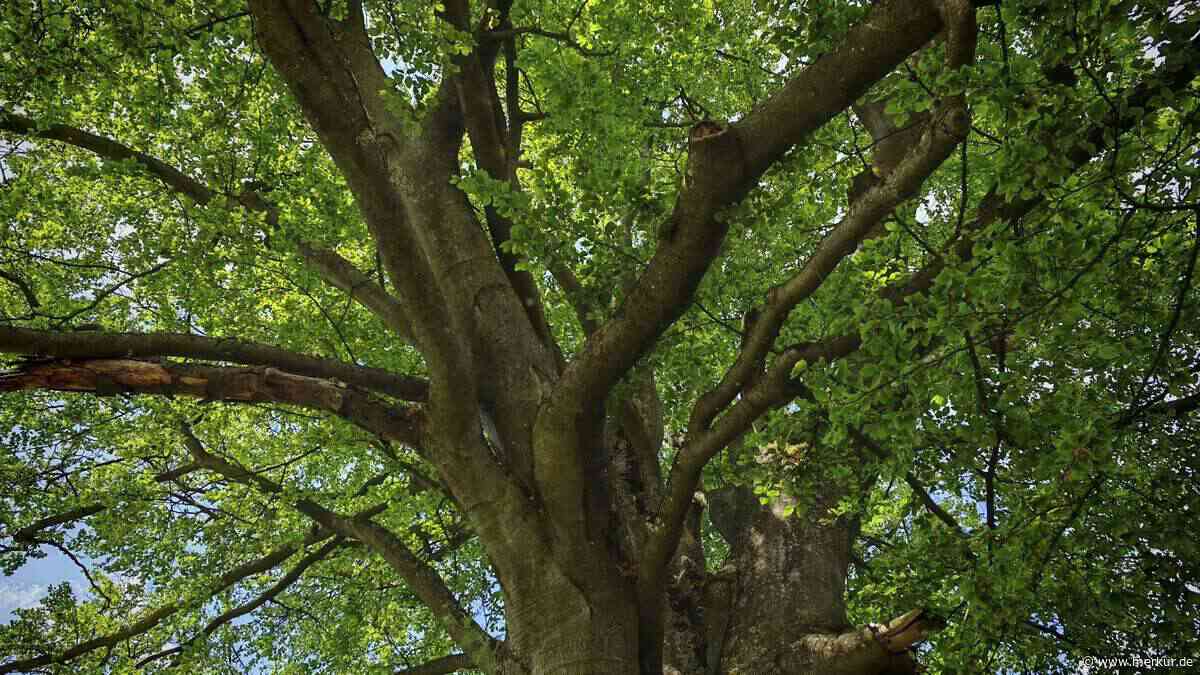 Sensoren in Baumkronen: Alte Linde in Geisenbrunn erholt sich nicht mehr