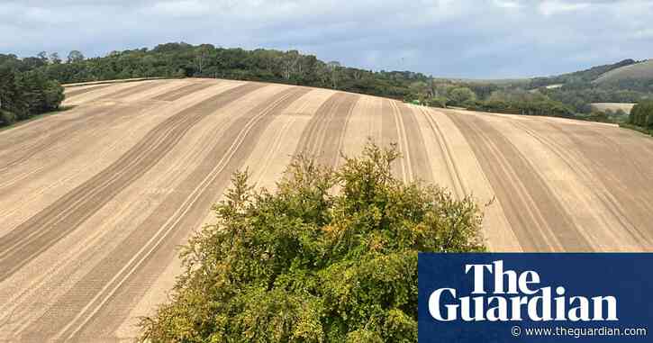 Country diary: The changing face of stubble fields, those shortcuts of my youth | Nicola Chester