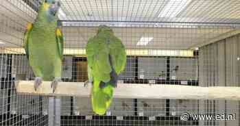 Vogelvereniging De Goudvink toont kanaries, papegaaien en andere vogels in Bergeijk