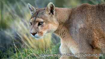 Puma-Sichtung in der Nähe des Flughafens München? Wärmebildkamera ohne Spur