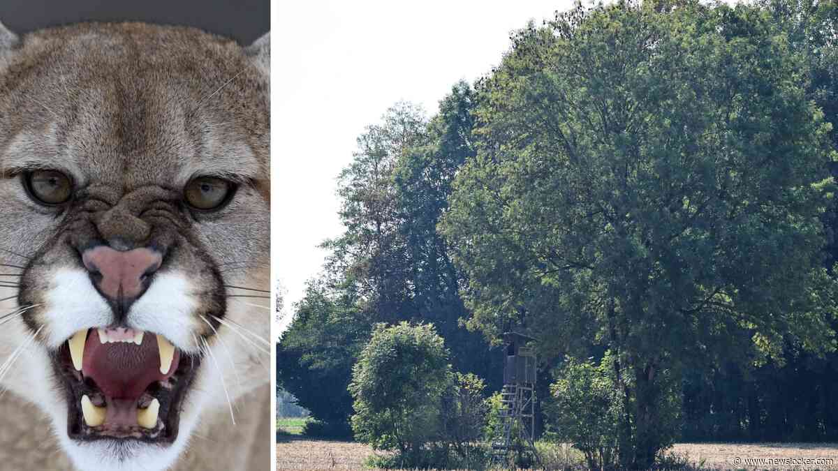Zoektocht naar mogelijke poema bij München levert nog niets op: ’Bizarre taferelen’