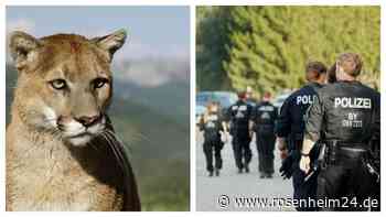 Puma-Alarm bei München: Polizeihunde suchen nach Spuren