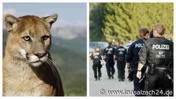 Puma-Alarm bei München: Polizeihunde suchen nach Spuren