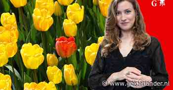 Stop tulpenbollen in de grond, geef ze cadeau