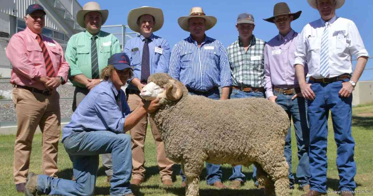 Strong wool market confidence fuels $20,000 Egelabra ram top