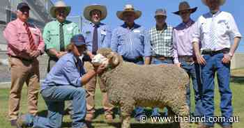 Strong wool market confidence fuels $20,000 Egelabra ram top