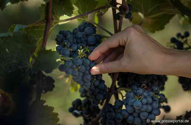 Qualität, Herkunft und Zugänglichkeit: Was den Kauf von deutschem Wein entscheidet/ Ergebnisse einer repräsentativen Befragung von Lidl in Deutschland