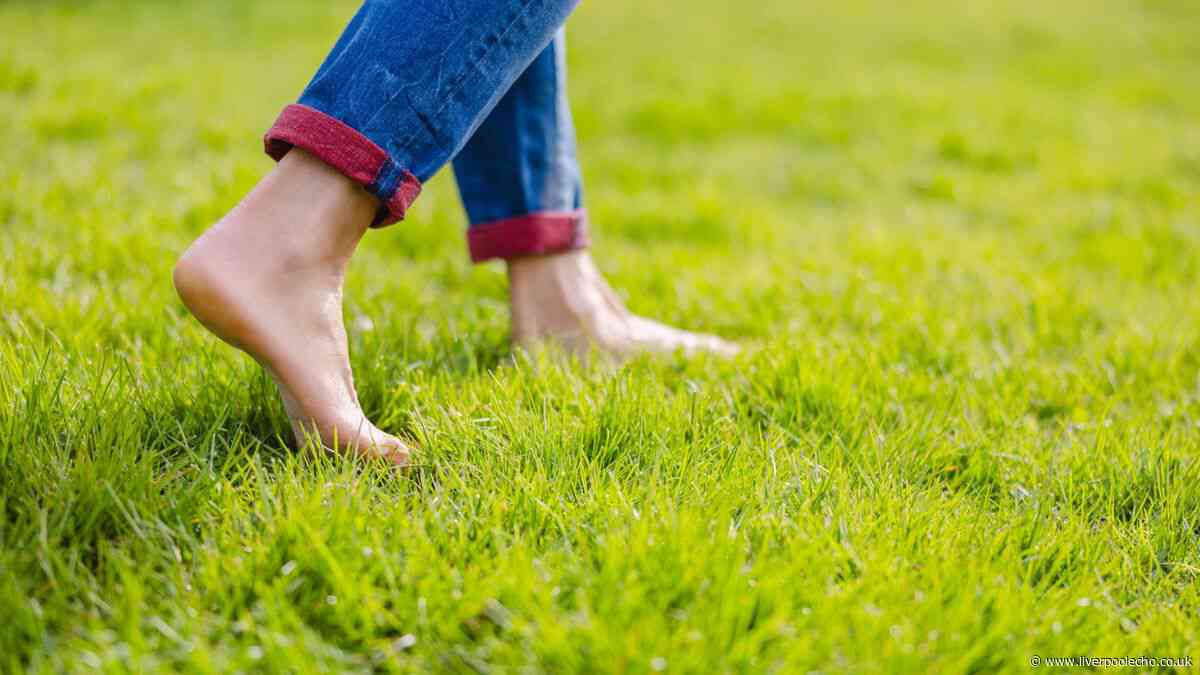 Gardeners urged to try the 'footprint test' this October for autumn lawn care