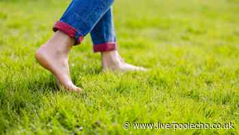 Gardeners urged to try the 'footprint test' this October for autumn lawn care
