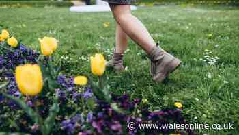 Gardeners urged to try the 'footprint test' this October to check if your lawn needs water