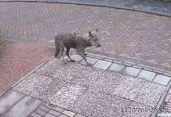 Wolf slaat toe in Hornhuizen en Noorddijk