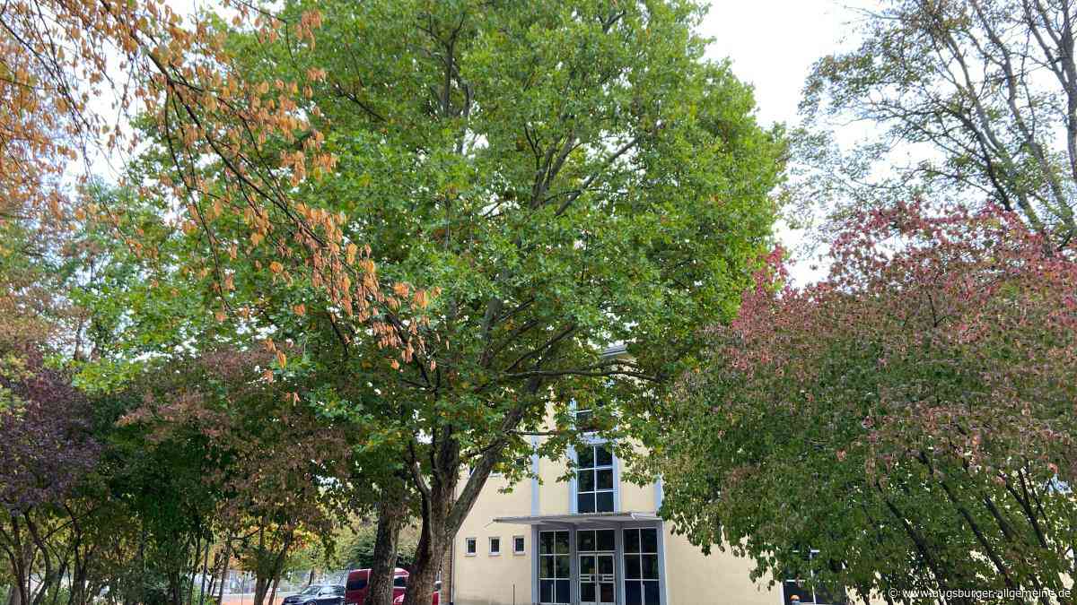 Sanierung der Parkschulen: Warum für das Bauprojekt Bäume fallen müssen