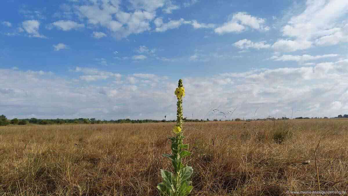 Helsing-Ansiedlung: Hallbergmoos überplant die gesamte Senderwiese