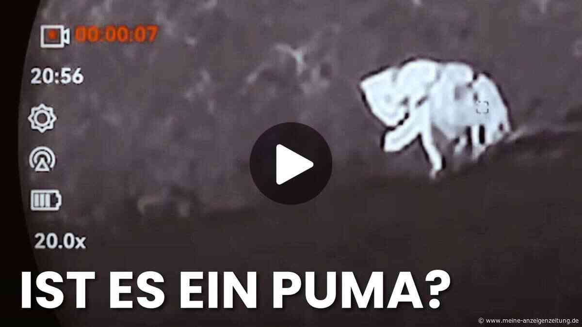 Video soll den Puma zeigen – machen Sie sich selbst ein Bild