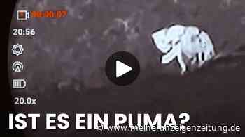 Video soll den Puma zeigen – machen Sie sich selbst ein Bild