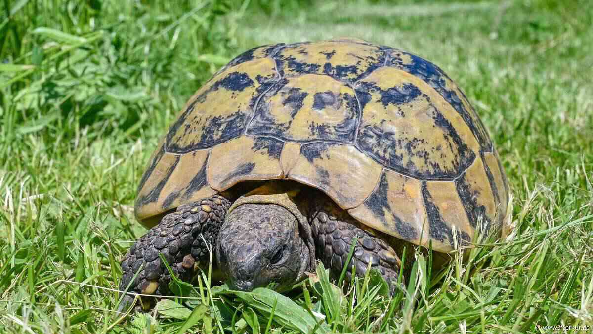 Touristen reiten auf Schildkröten im Oman – Strafe überraschend gering