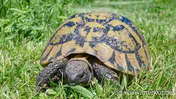 Touristen reiten auf Schildkröten im Oman – Strafe überraschend gering