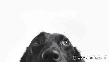 Hond laten inslapen: mag ik bijzonder verlof opnemen?