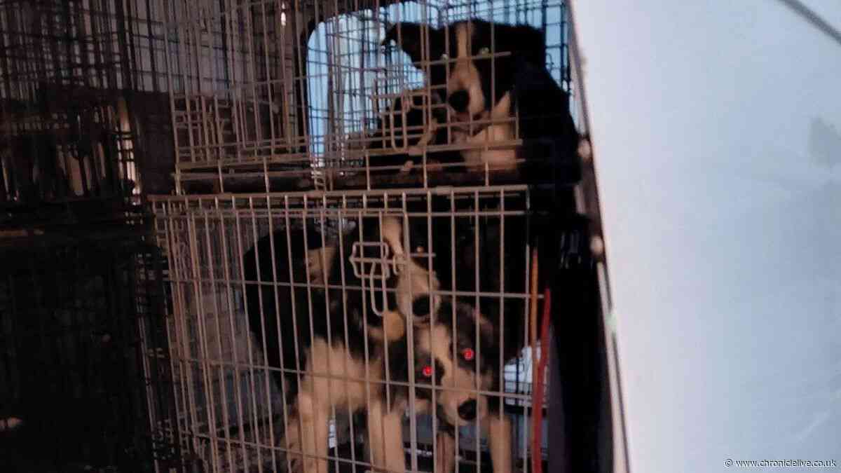 Woman handed lifetime animal ban after dogs found 'stained in poo and wee'