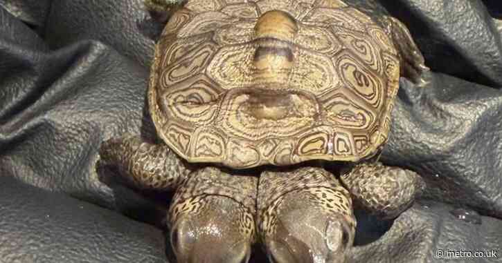 Rare two-headed baby turtle discovered with ‘two distinct personalities’