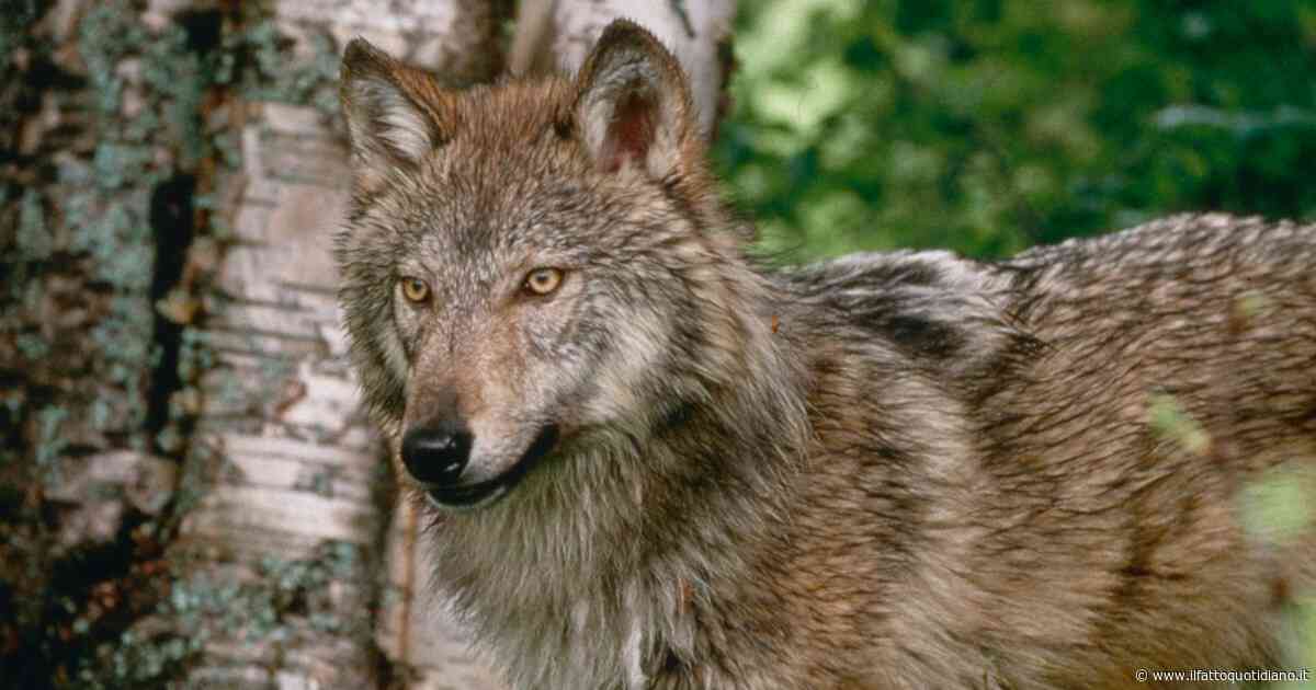 Specie selvatiche in declino: -73% in 50 anni. In Italia segnali positivi per cervo sardo e lupo. Wwf: “Ma il 30% dei vertebrati è a rischio estinzione”