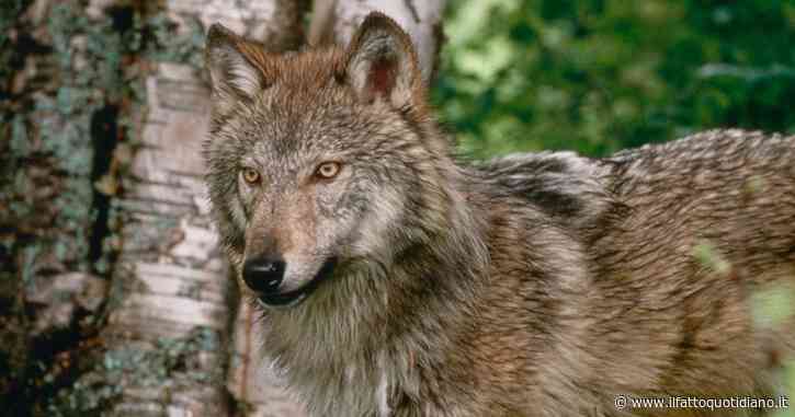 Specie selvatiche in declino: -73% in 50 anni. In Italia segnali positivi per cervo sardo e lupo. Wwf: “Ma il 30% dei vertebrati è a rischio estinzione”