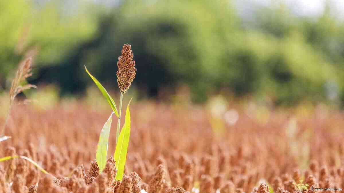Klimawandel bedroht Nutzpflanzen – hitzefeste Hirseart könnte europäischen Futtermais ersetzen
