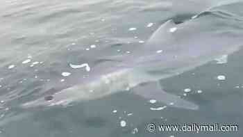 Chilling moment shark stalks father and son on their small fishing boat for half an hour
