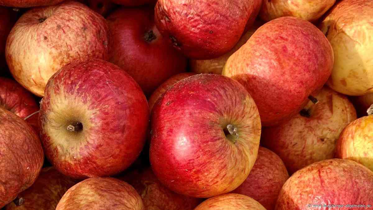 Wiederentdeckte Apfel- und Birnensorten können jetzt gepflanzt werden