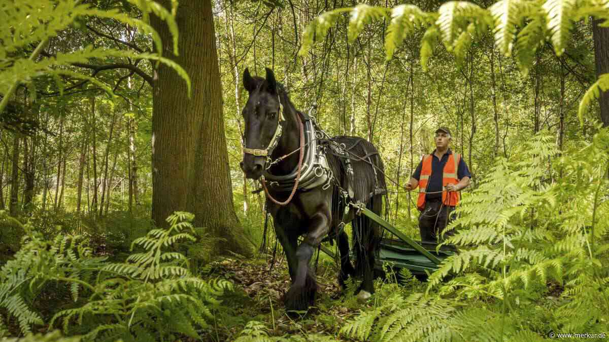 Kräftig, freundlich, gefiedert: Das Dales Pony im Porträt
