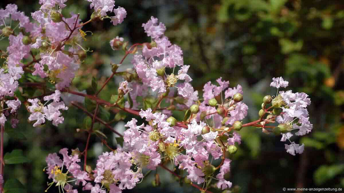 Dieser Baum blüht fast drei Monate lang – und kaum einer kennt seinen Namen