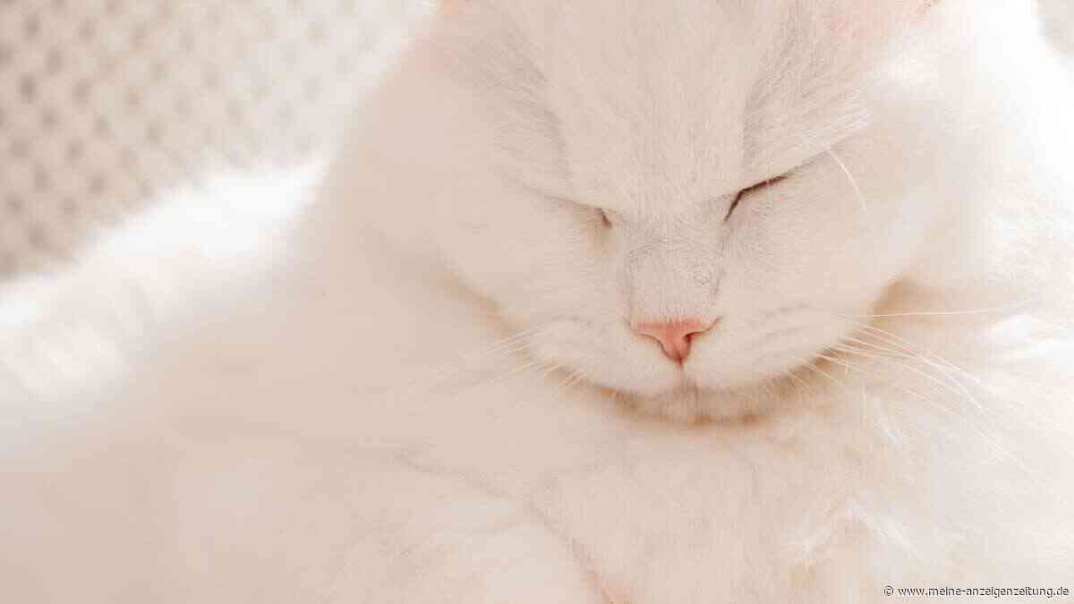Halloween: Warum du deine Katze nicht rauslassen solltest