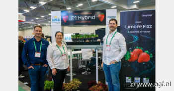 Nieuw F1-hybride aardbeienras Limore Fizz geïntroduceerd