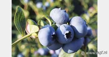 Fall Creek presenteert nieuwe blauwe bessenrassen