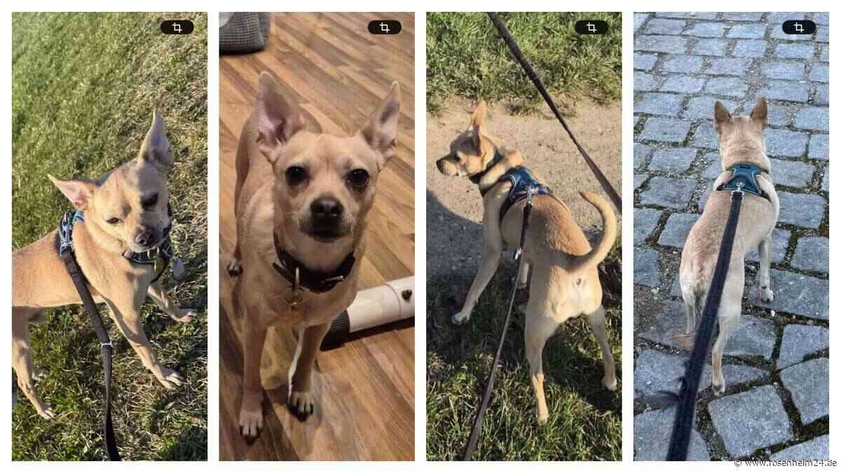 Chihuahua-Mix Snoopy in Rosenheim vermisst – Besitzer bitten um Hinweise