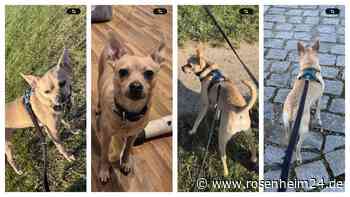 Chihuahua-Mix Snoopy in Rosenheim vermisst – Besitzer bitten um Hinweise