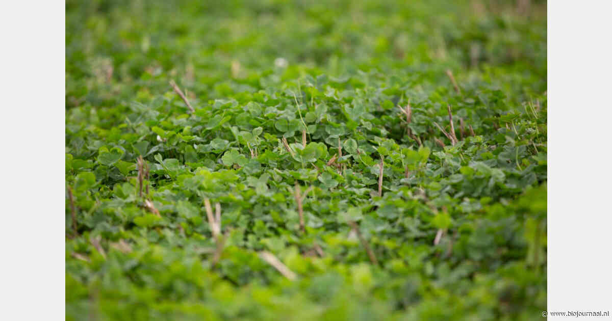 Urgenda waarschuwt voor chemische onkruidbestrijding bij klaveronderzaai