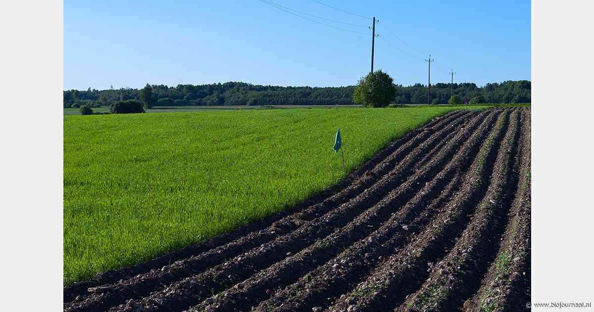 Duitse biologische aardappeltelers vragen hogere vergoeding voor bewaaraardappelen