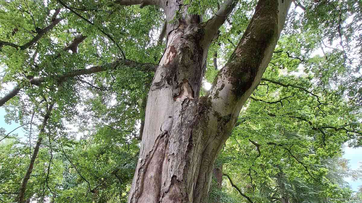 Pilzbefall bedroht 150 Jahre alte Rotbuche: Starnberger Badegelände gesperrt