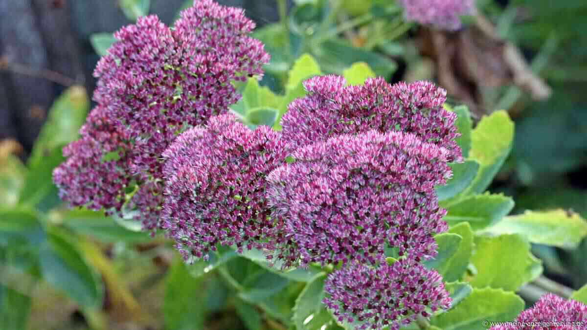 Fetthenne im Oktober: So übersteht die robuste Staude Herbst und Winter problemlos