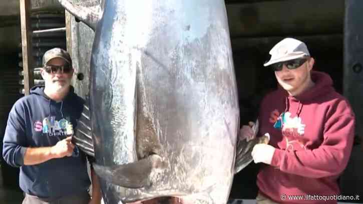 “Lo abbiamo sollevato dall’acqua e abbiamo capito subito che era molto più grande di quanto pensassimo”: pescato un tonno di più di 500 chili nel New Hampshire