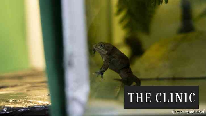 El intenso rescate de la Ranita del Loa: estuvo al borde de la extinción y logró reproducirse bajo cuidado intensivo en el Zoológico Nacional
