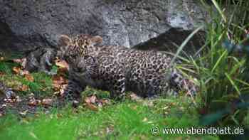 „Feelgood“-Flächen: So luxuriös leben die süßen Leopardenbabys bei Hagenbeck