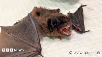 Bat with broken wing treated with laser therapy